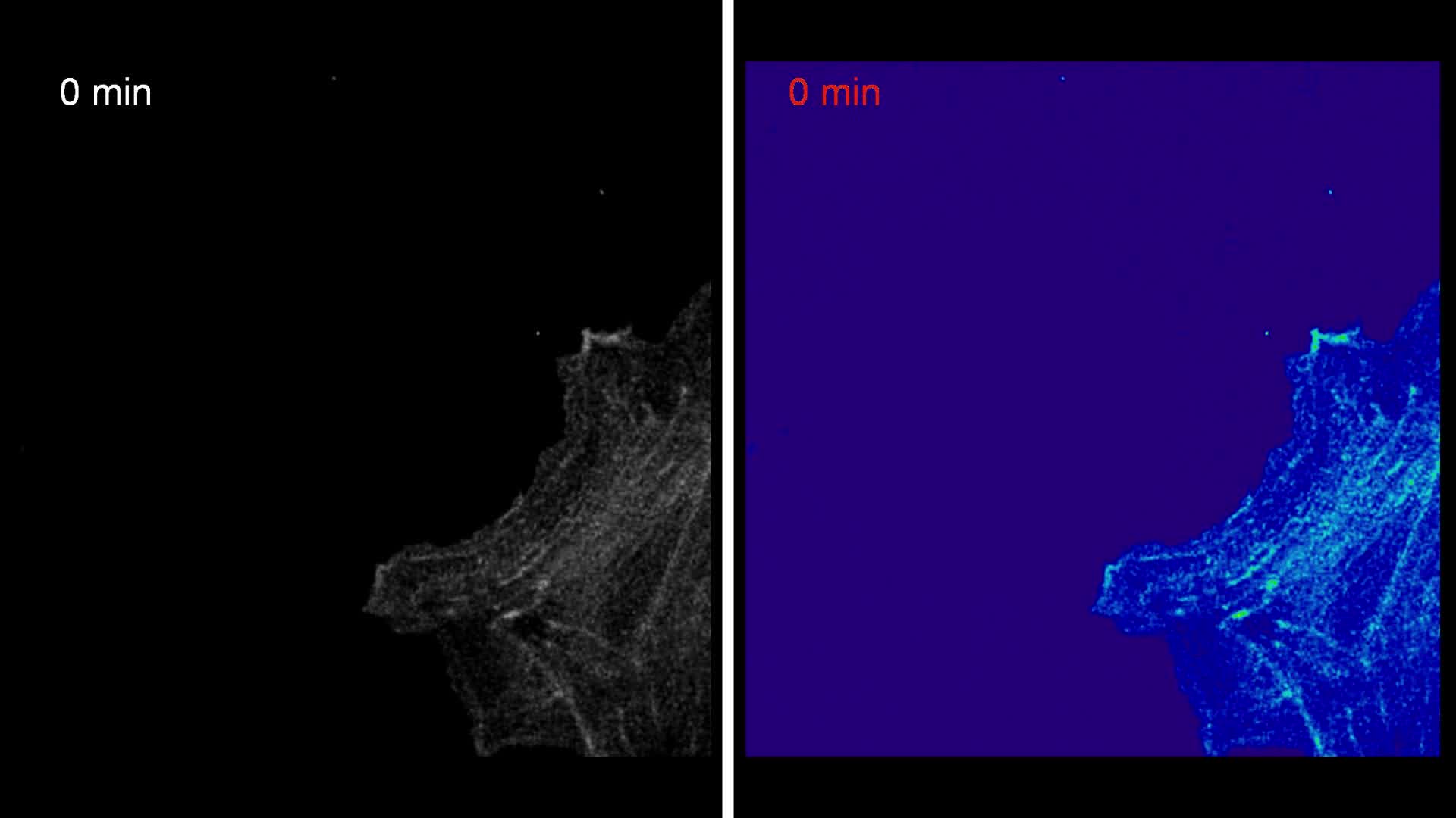 Actin Ring Segment Switching Drives Nonadhesive Gap Closure Pnas