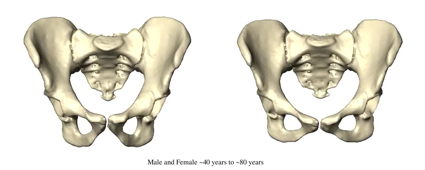 Pelvic Bone Anatomy Male And Female : Difference Between Male And