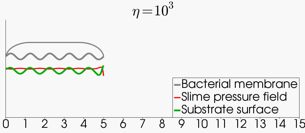 Mechanisms For Bacterial Gliding Motility On Soft Substrates Pnas