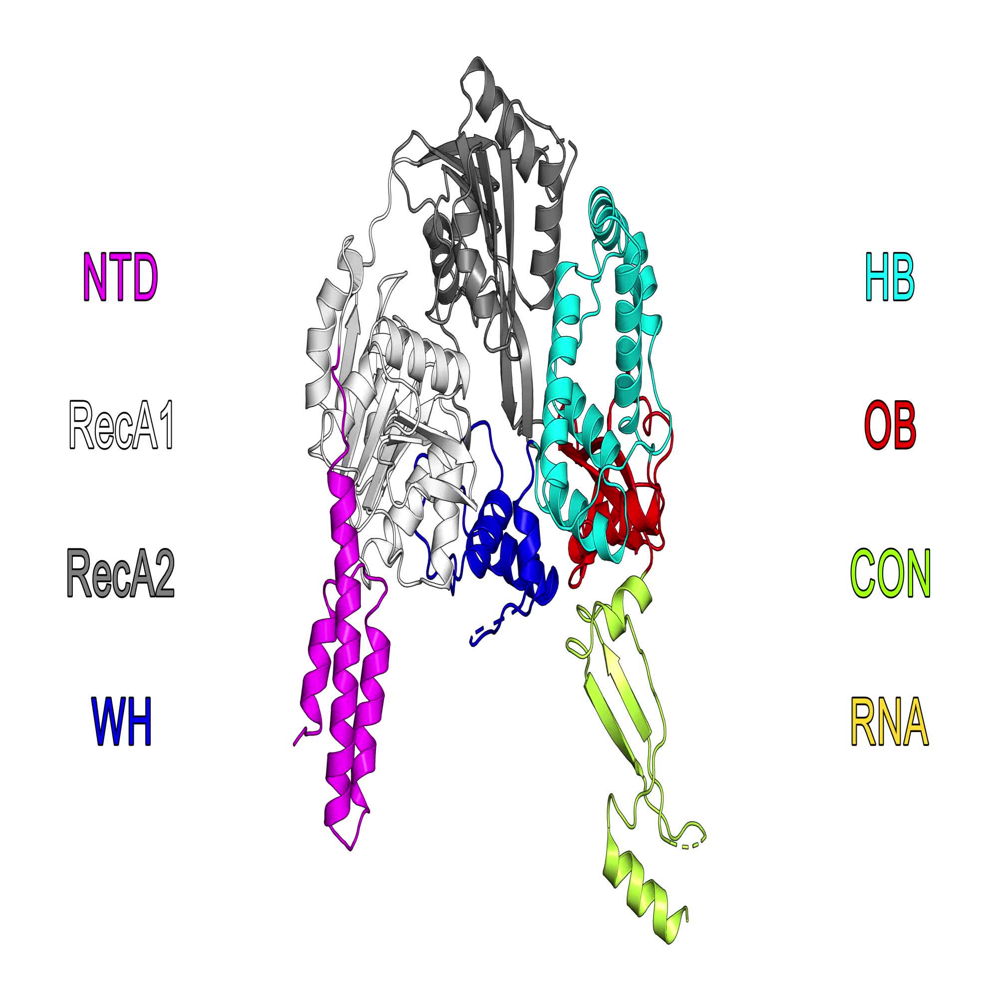 Large Scale Ratcheting In A Bacterial Deah Rha Type Rna Helicase That Modulates Antibiotics Susceptibility Pnas