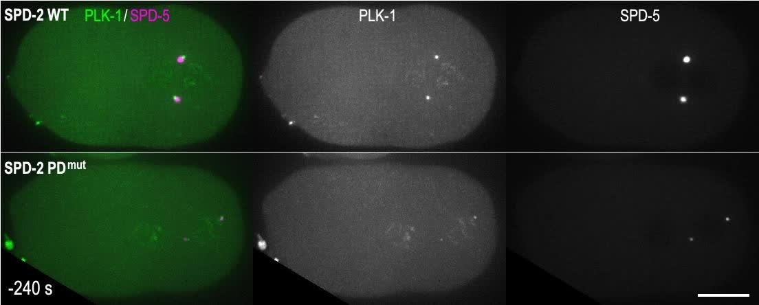 Polo-like kinase 1 independently controls microtubule-nucleating ...
