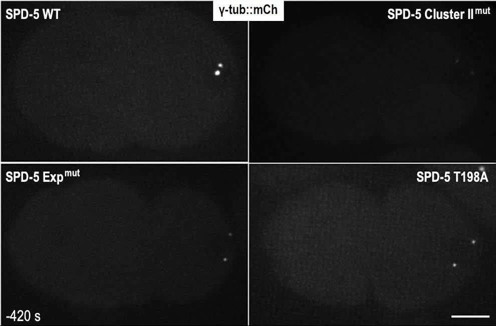 Polo-like kinase 1 independently controls microtubule-nucleating ...