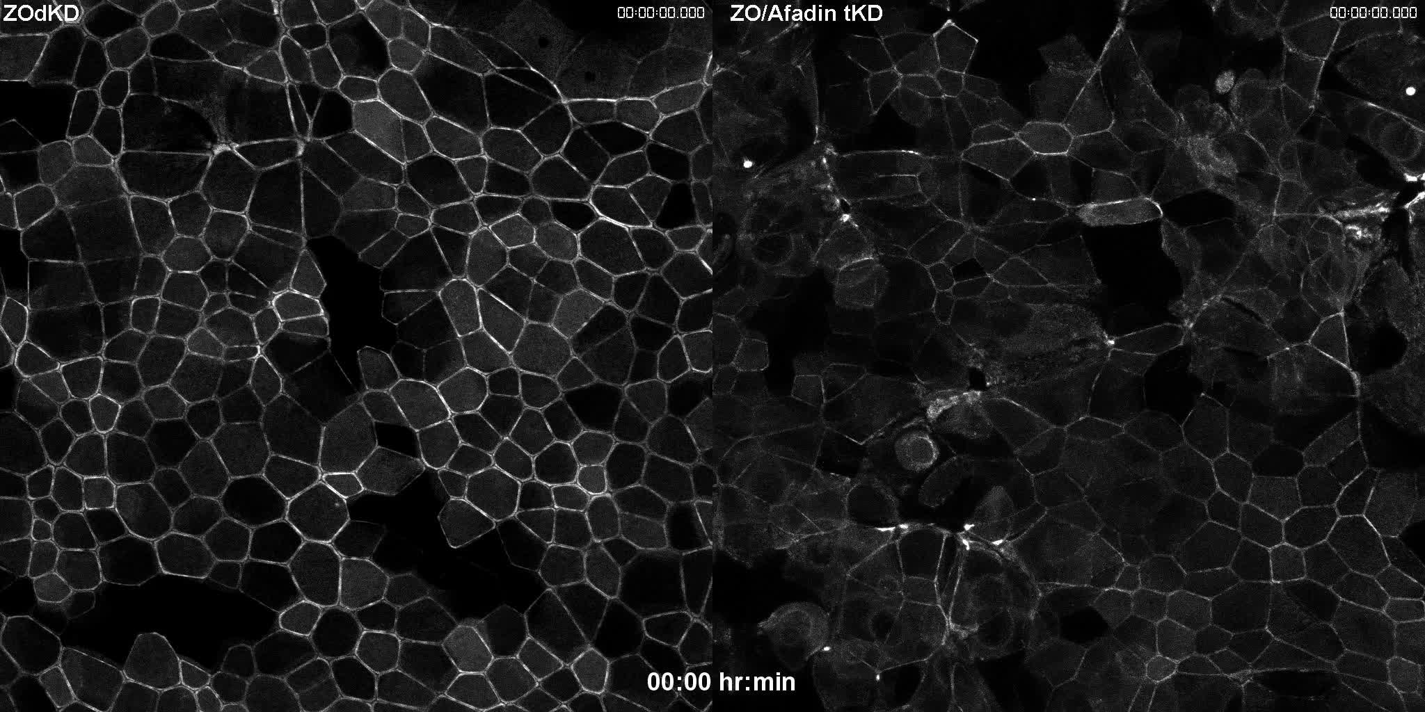 Remodeling the zonula adherens in response to tension and the role ...