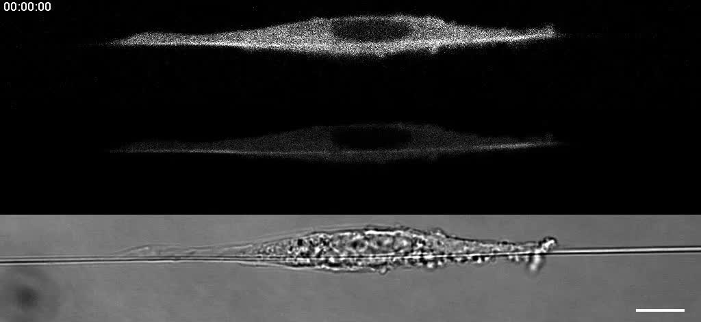 Protrusive waves guide 3D cell migration along nanofibers ...