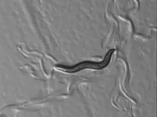 Impaired dense core vesicle maturation in Caenorhabditis elegans 