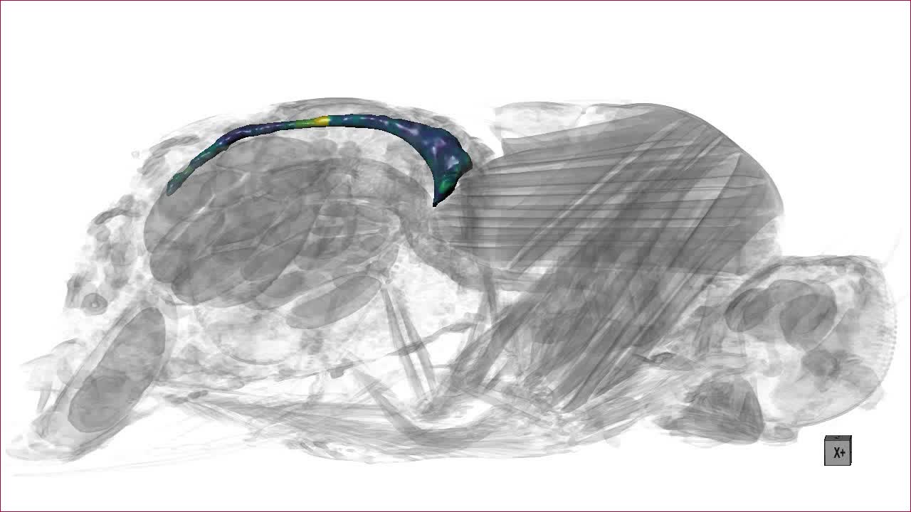 Micro Computed Tomography As A Platform For Exploring