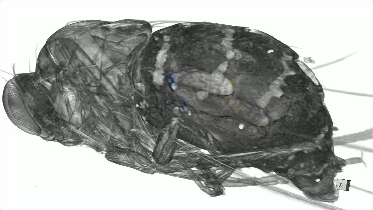 Micro Computed Tomography As A Platform For Exploring