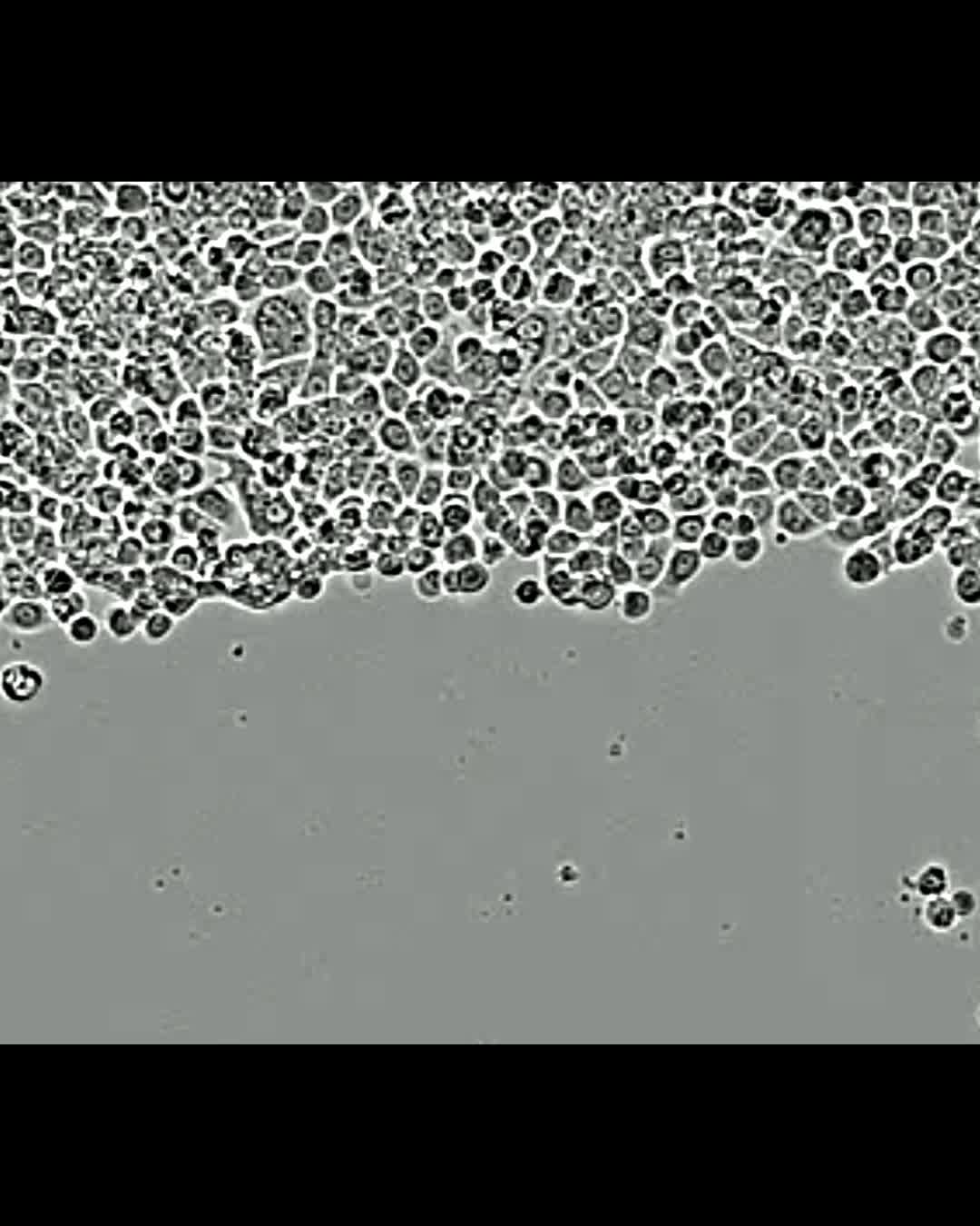 The receptor protein tyrosine phosphatase PTPRK promotes intestinal repair  and catalysis-independent tumour suppression | Journal of Cell Science |  The Company of Biologists