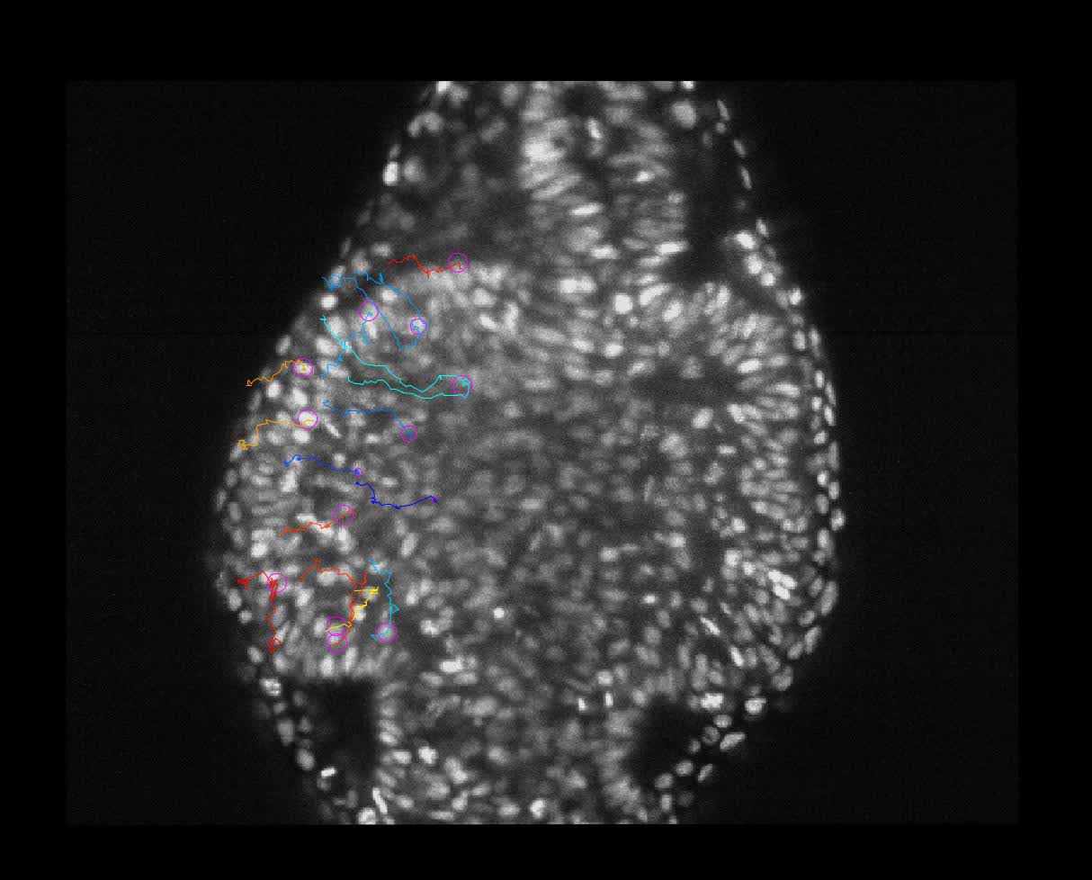 Eye morphogenesis in the blind Mexican cavefish | Biology Open | The  Company of Biologists