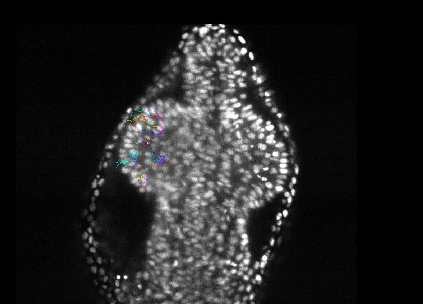 Eye morphogenesis in the blind Mexican cavefish | Biology Open | The  Company of Biologists