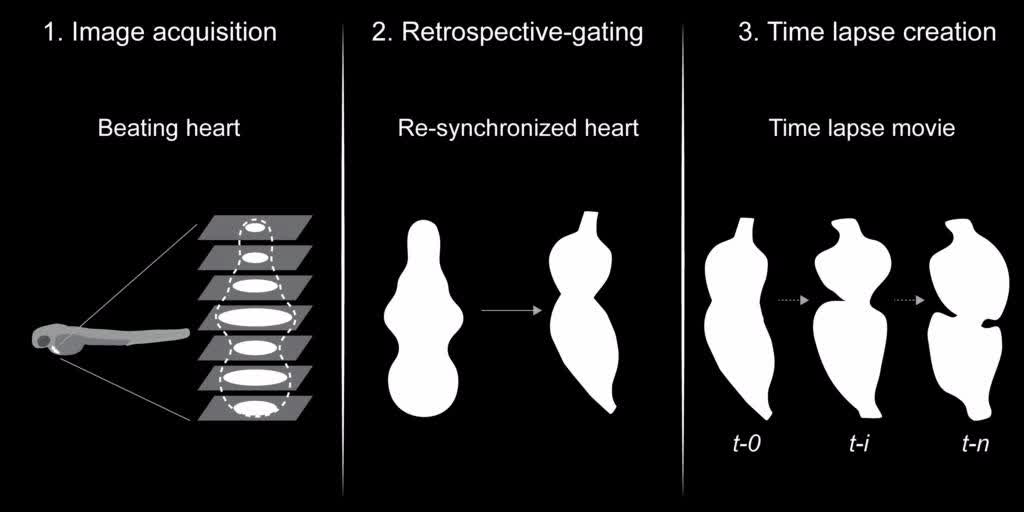 Wt1 Transcription Factor Impairs Cardiomyocyte Specification And Drives A Phenotypic Switch From Myocardium To Epicardium Development The Company Of Biologists