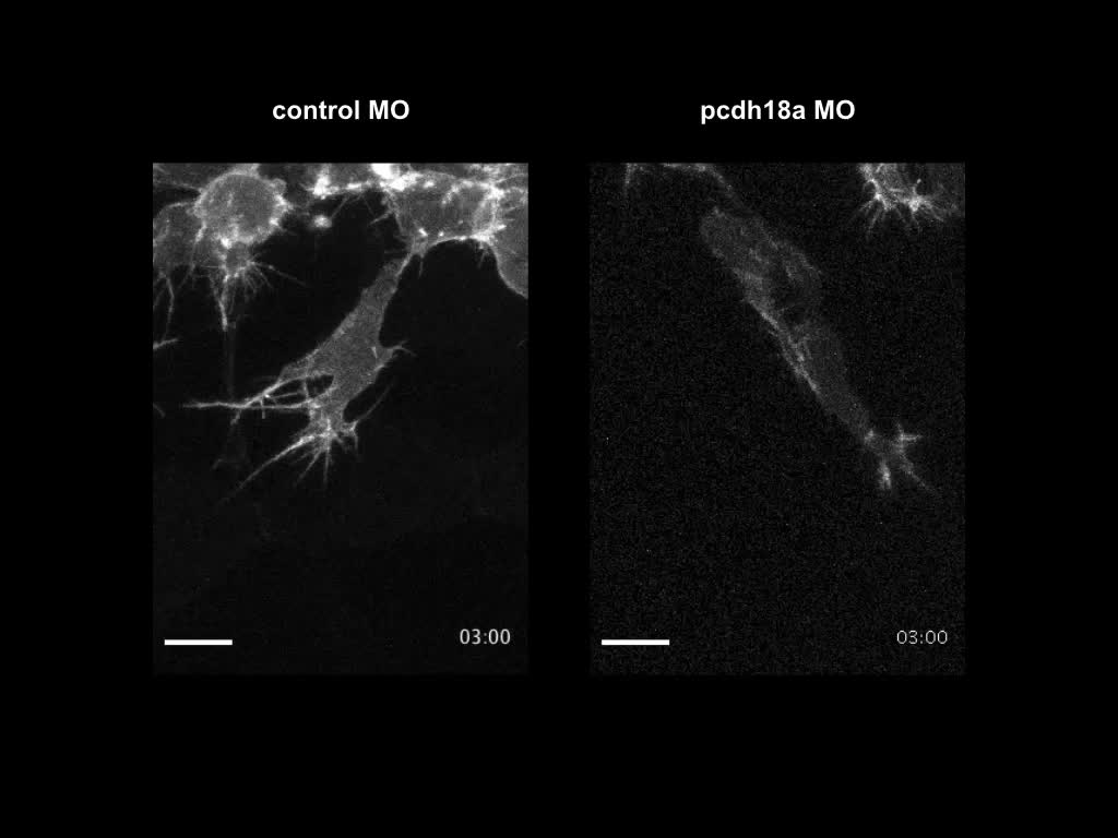 A dual involvement of Protocadherin 18a in stromal cell development guides  the formation of a functional hematopoietic niche | Development | The  Company of Biologists