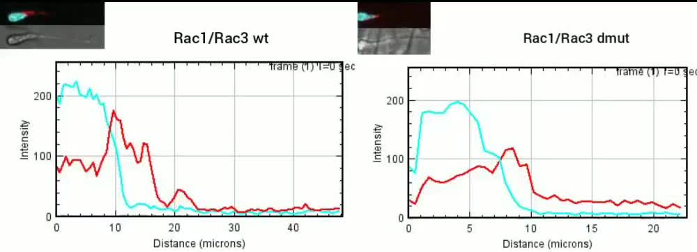 Rac1 Regulates Neuronal Polarization through the WAVE Complex