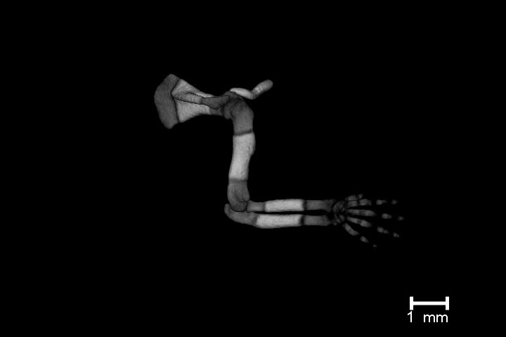 The Visible Skeleton 2 0 Phenotyping Of Cartilage And Bone In Fixed Vertebrate Embryos And Foetuses Based On X Ray Microct Development The Company Of Biologists