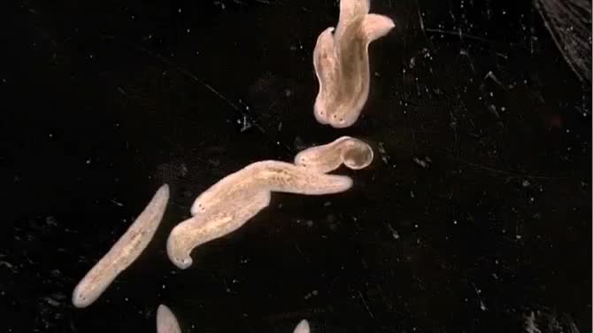 planaria two heads