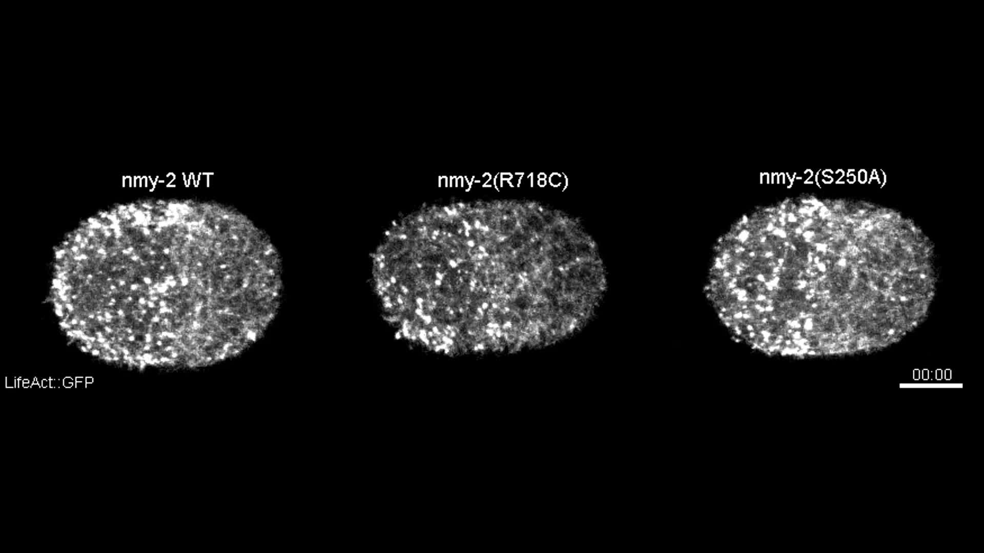 Crosslinking Activity Of Non Muscle Myosin Ii Is Not Sufficient Images, Photos, Reviews