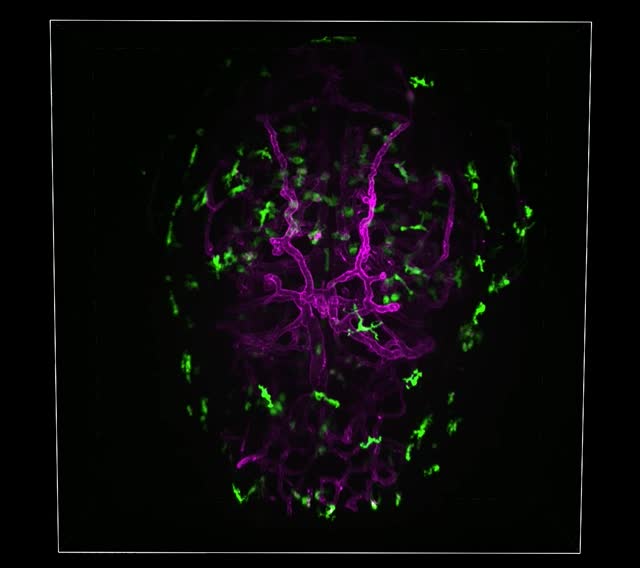 Longitudinal in vivo imaging of adult Danionella cerebrum using standard  confocal microscopy, Disease Models & Mechanisms