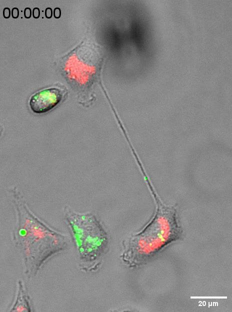 HGF/c-Met/β1-integrin signalling axis induces tunneling nanotubes 