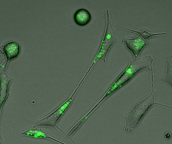 HGF/c-Met/β1-integrin signalling axis induces tunneling nanotubes 